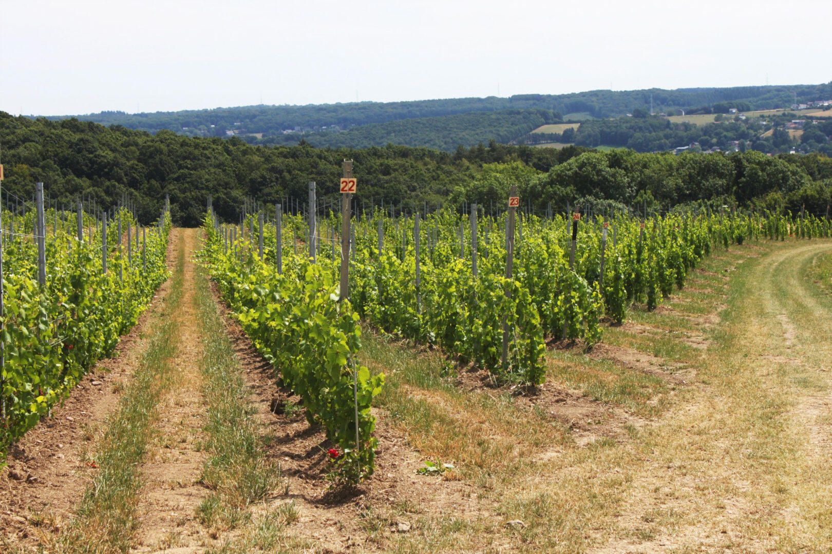 Vignoble du Domaine Vins des Cinq