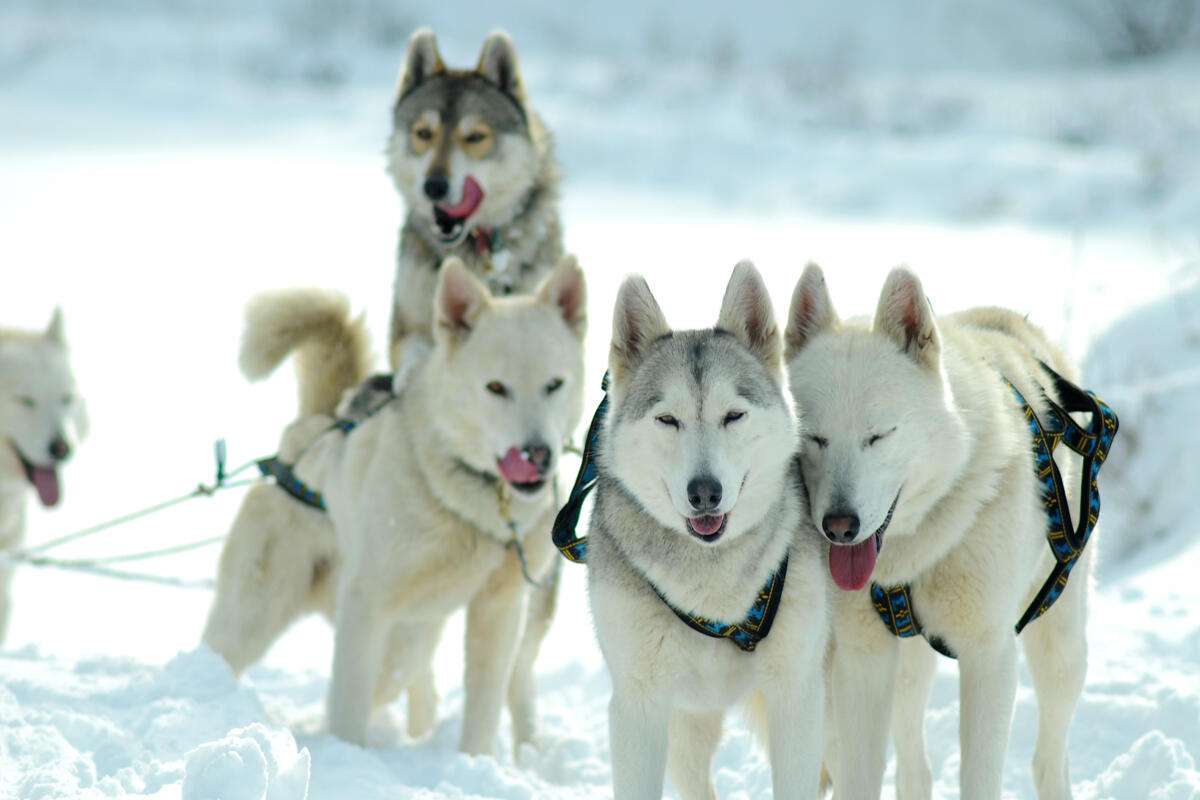 Chiens de traîneau