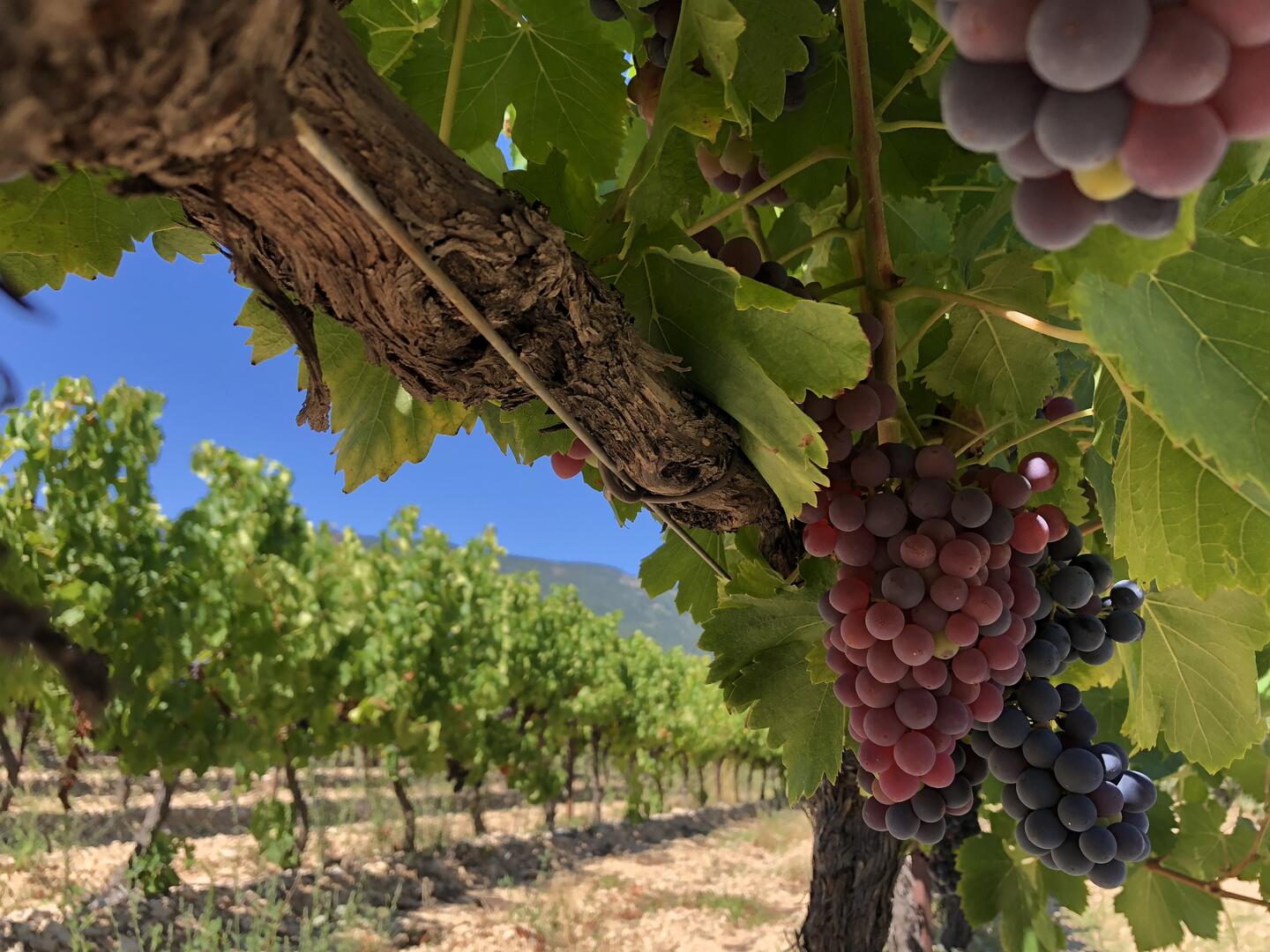 Balade dans les vignes