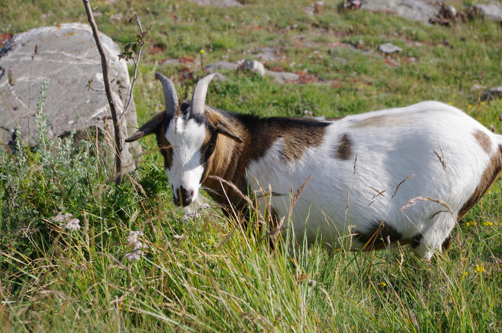 bonneval-sur-arc-chevre-louis-anselmet