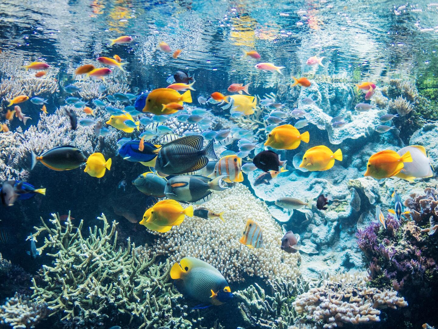 Aquarium-pavillon-tropical-1---Copyright-Benjamin-Deroche