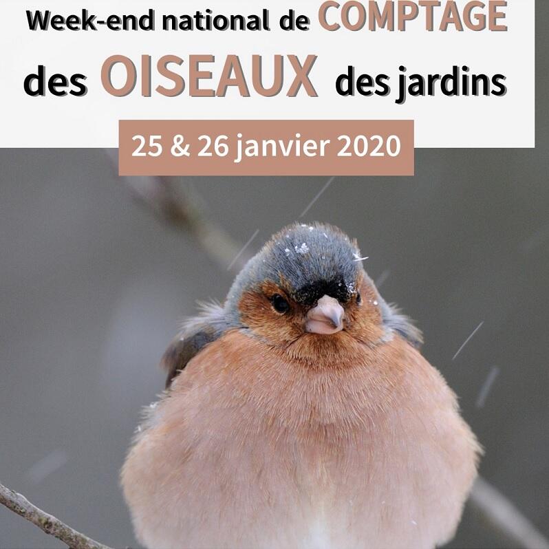 Comptez-les-oiseaux-de-jardins