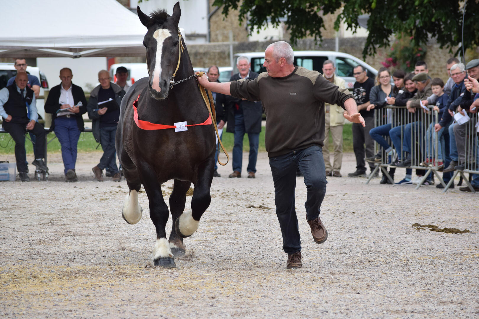 Departemantal-Cheval-Breton--G