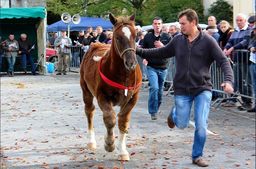 FoireChevaux