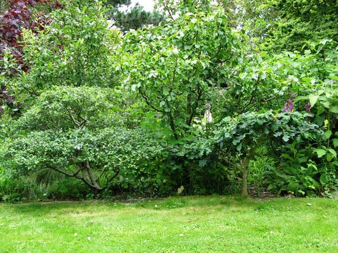 JARDIN DE KERVASCLET