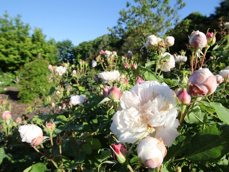 Jardins-de-la-peignie-Ménéac-Brocéliande-Morbihan-Bretagne