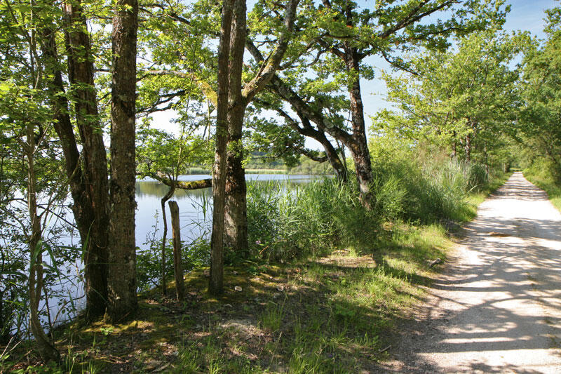 (14)etang-de-sologne-et-chemin©CDT41-enola