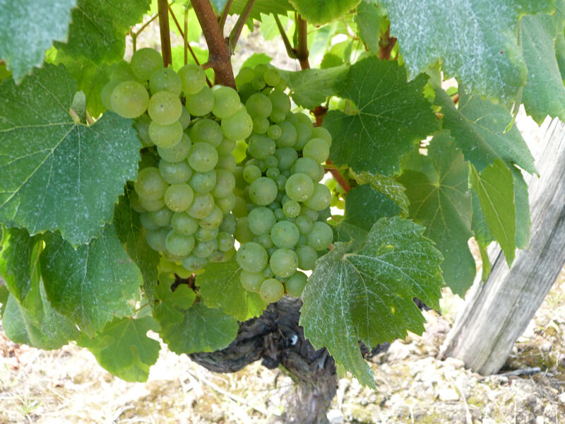 (5)vigne-en-loir-et-cher