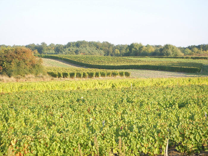 Domaine de la Renne - Saint-Romain-sur-Cher