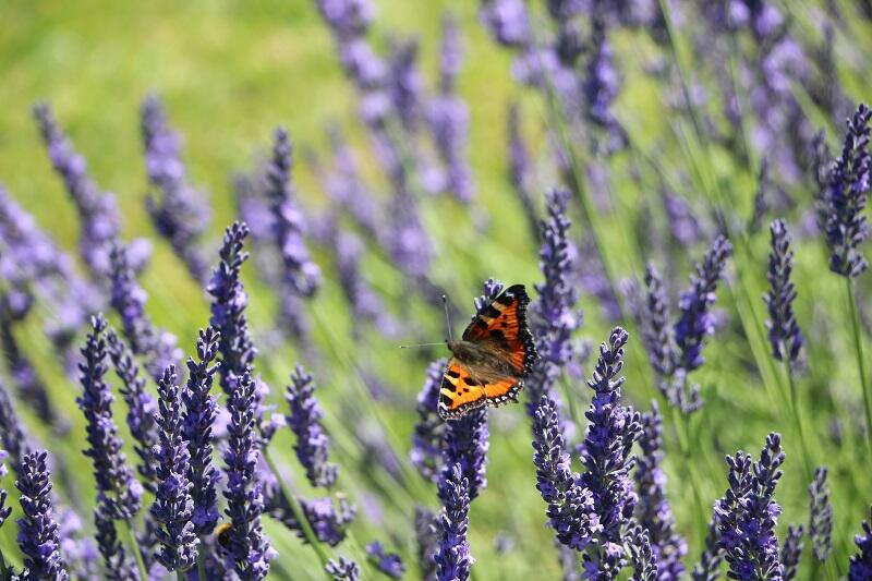 Rdv-Jardin-Basile-Moriceau