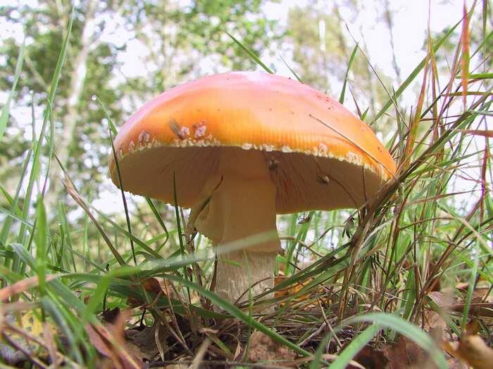 champignons-cdt41 (1)