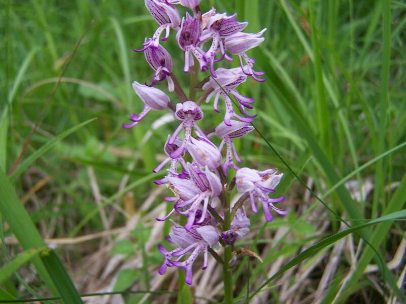 orchidee