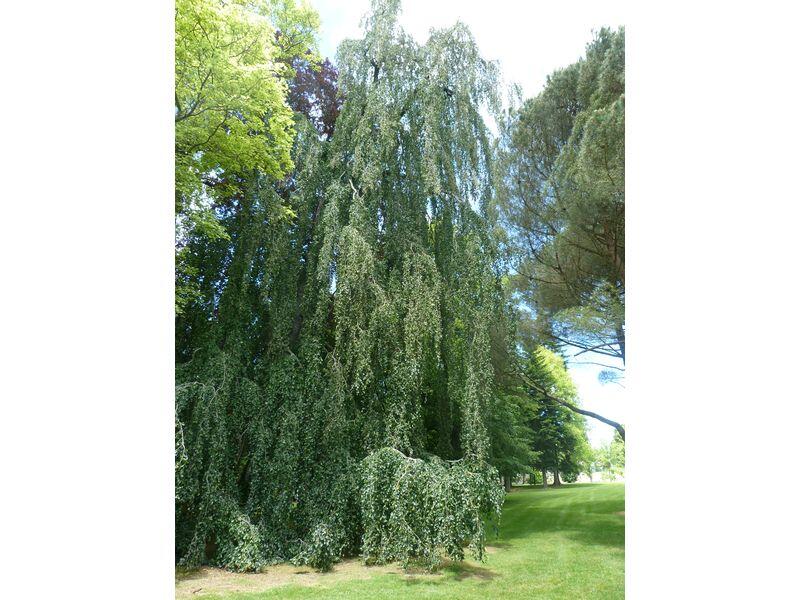 Arboretum-5