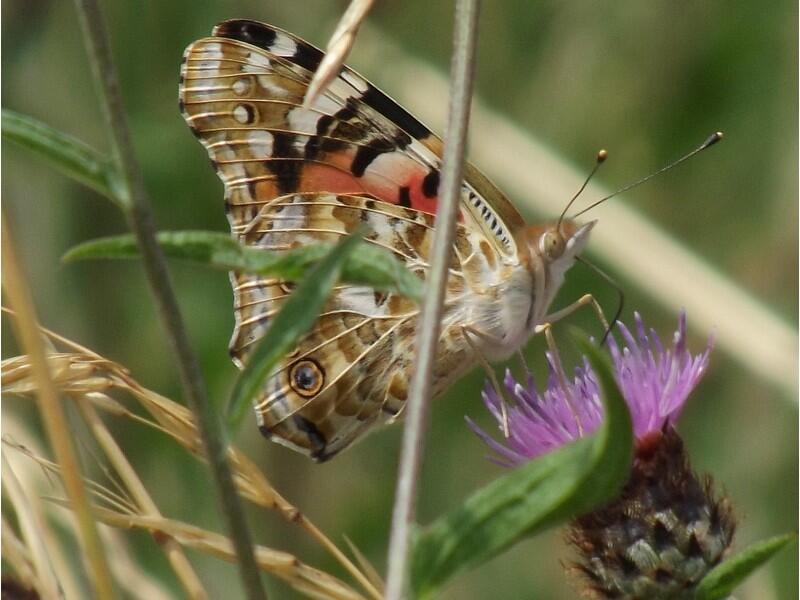 Papillon-4