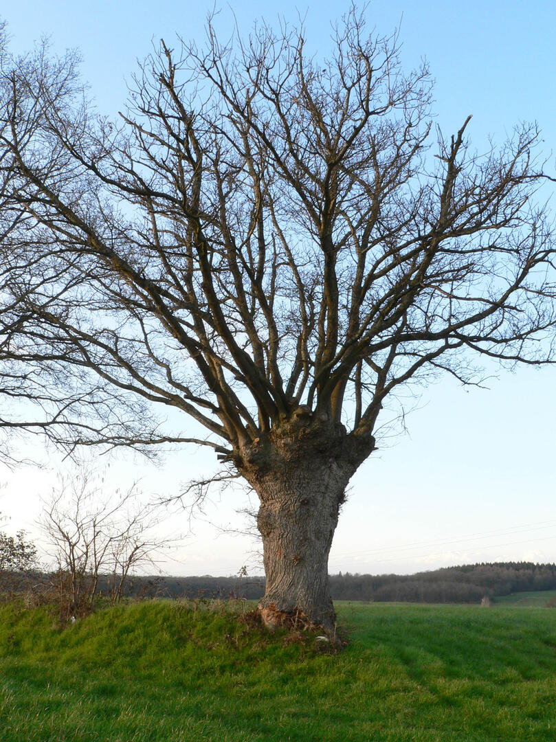 Trognes--2--2