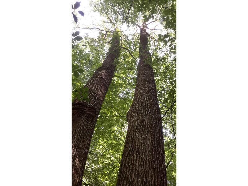 arbres-15