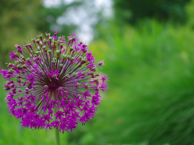 jardin-800-9