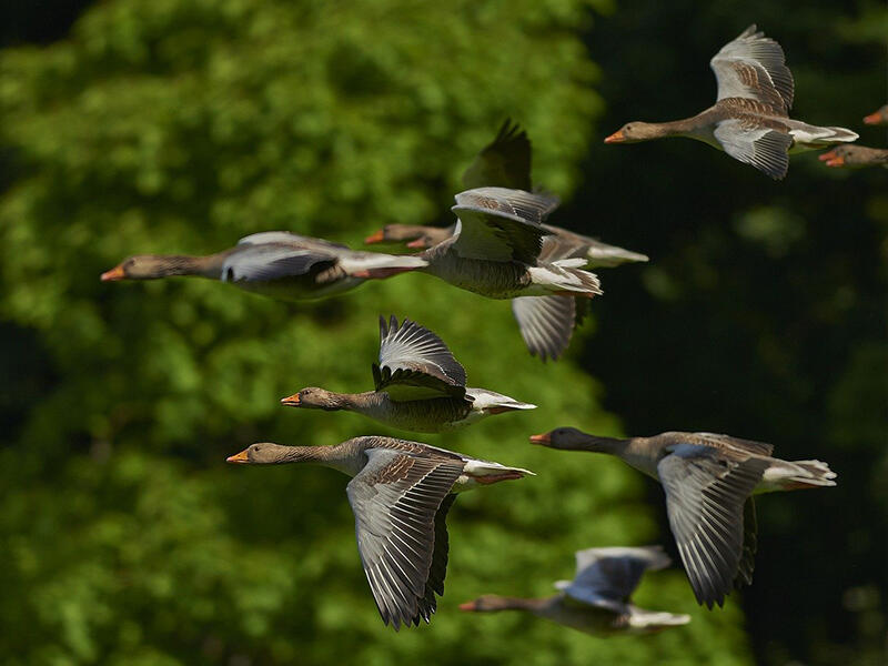 oiseaux
