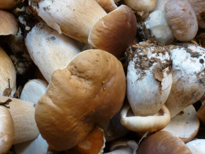 sortiechampignon-800-2
