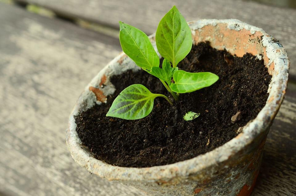2019-troc-plants-Pierrefitte-Nestalas