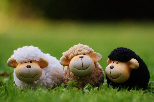 Moutons WEB