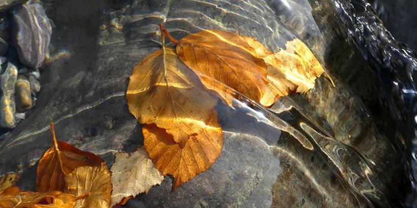 caresses-de-feuilles-pnp-2