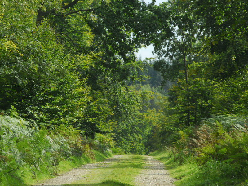 Foret