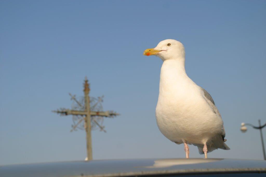 OISEAU-DU-PORT-4