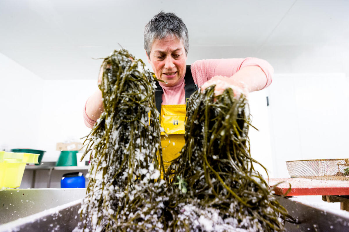 Atelier cuisine des algues - Scarlette Le Corre - Guilvinec - Pays Bigouden