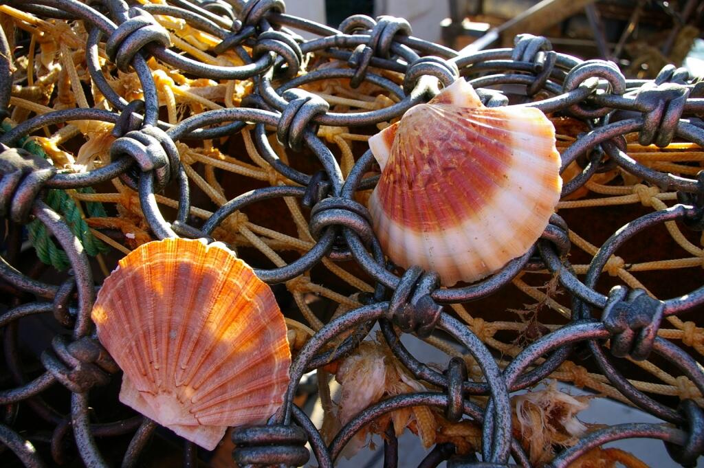 drague coquilles© J Rouxel - Office de Tourisme d’ERQUY (22)