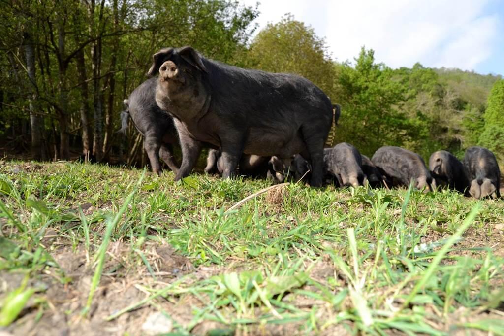la ferme aux cochons