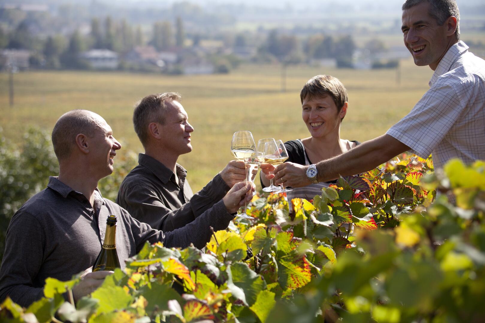 Balade entre vignes et vins
