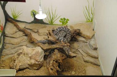 Comment Prendre Soin De La Tortue Dhermann Truffaut