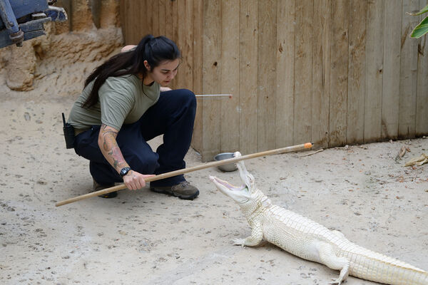 Planète des Crocodiles - Civaux - 2017 - ©Momentum Productions Mickaël Planes (7).JPG