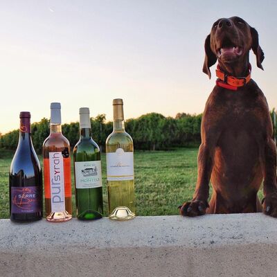 ©vignoblesromain apéro chiens.jpg