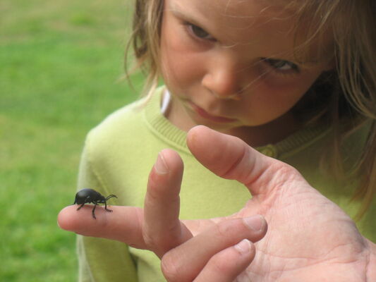 annabelle la coccinelle.JPG
