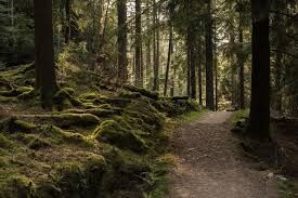 forêt.jpg