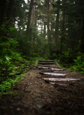 La foret.jpg