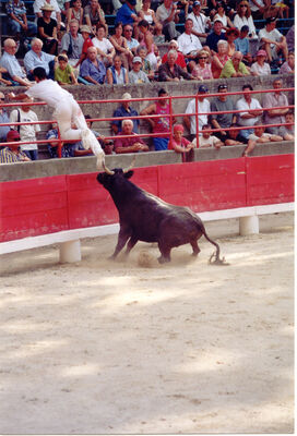 Course Camarguaise.jpg