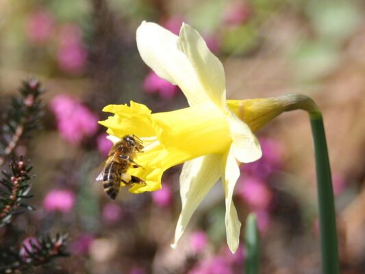 Abeille_Vivante_Cite_Fourmis_LeFaouet (10).jpg