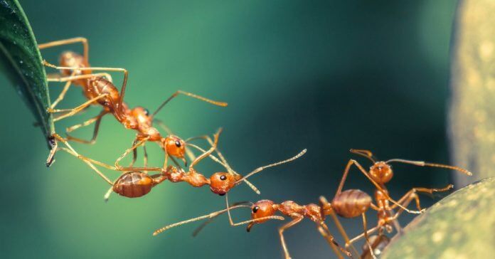 04.02.20 au 08.02.20 l emonde des insectes.jpg
