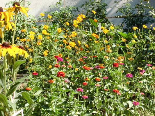 Zinnia lilipus.JPG