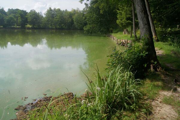 Etang Les Voivres_Julien Dabry.JPG