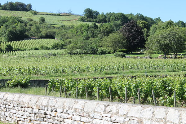 Saint-Martin-Sous-Montaigu-vallee-des-vaux-OT (9).JPG