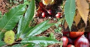 fruits sauvages automne.jpg