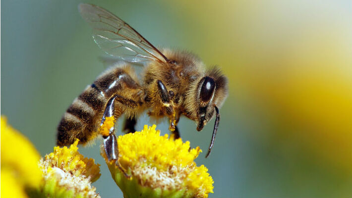 Abeille.jpg