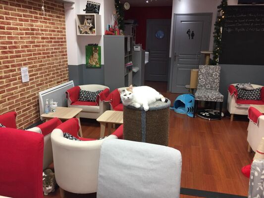 Valenciennes - Le Chat Fait des Délices - Restaurant - Salon (1) - 2018.JPG