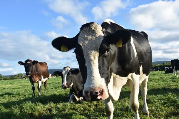 cow-3168858_1920.jpg