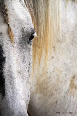 Du 06.12.2018 au 06.01.2019 Les chevaux de la et de la-bats.jpg