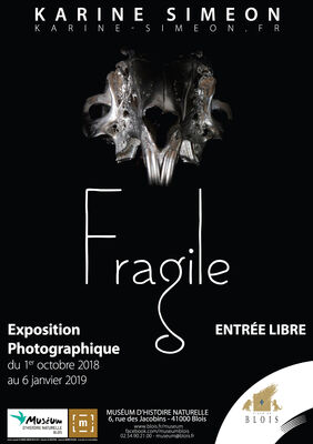 9480_559_affiche_fragile.jpg